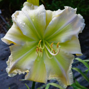 The Magnificent Four Daylily